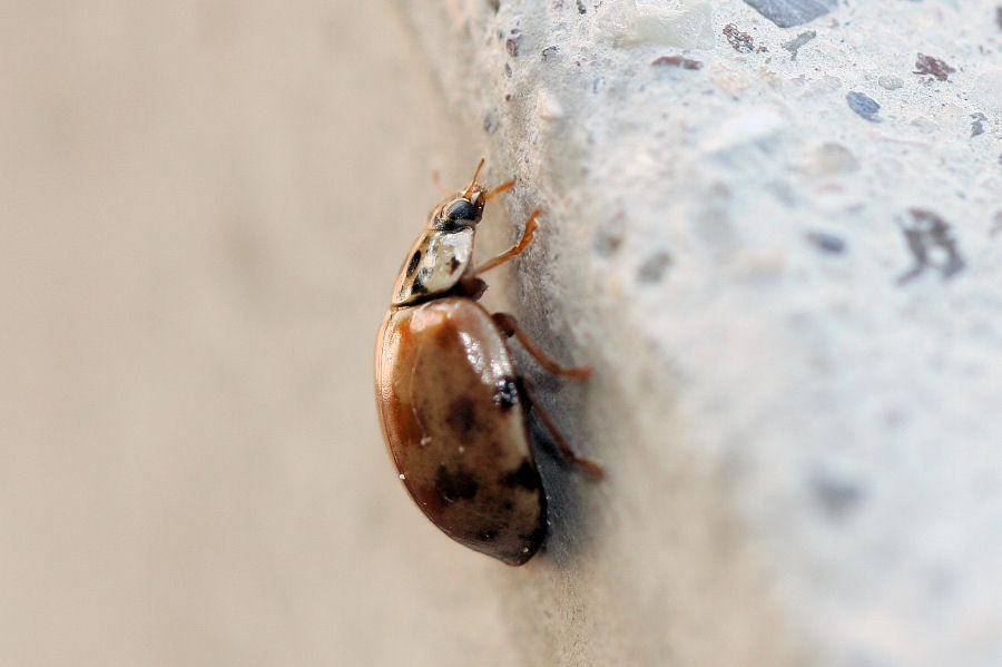 Harmonia quadripunctata e H. axyridis