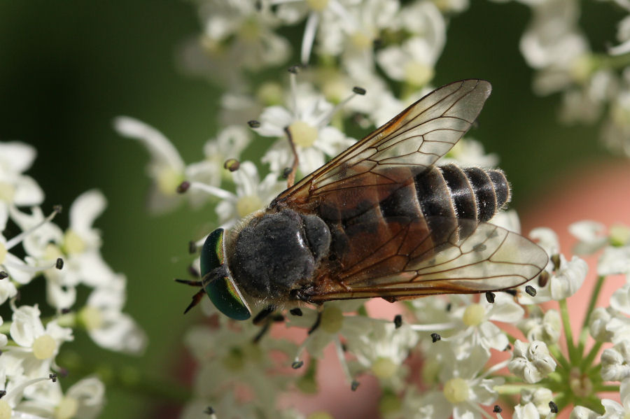 Tabanidae: Philipomyia aprica?