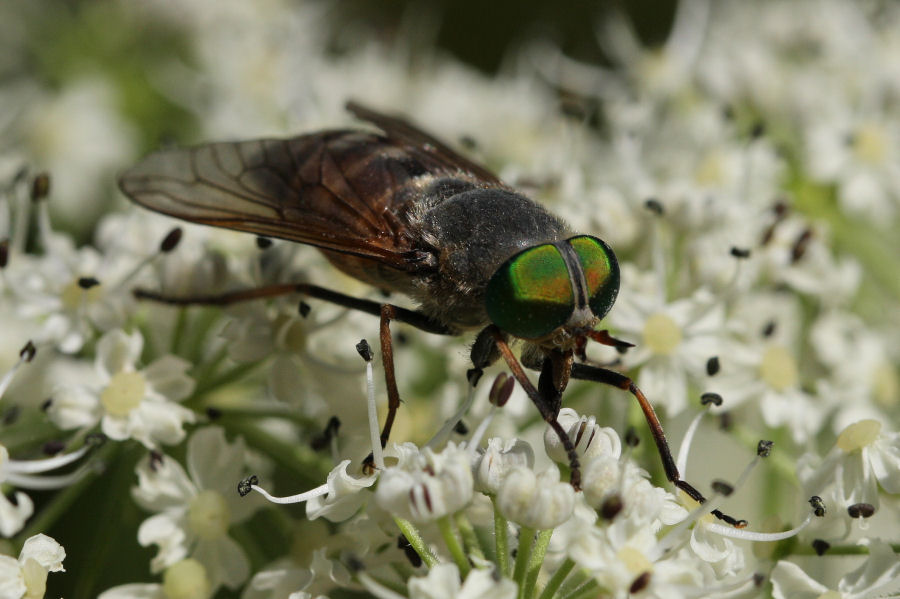 Tabanidae: Philipomyia aprica?