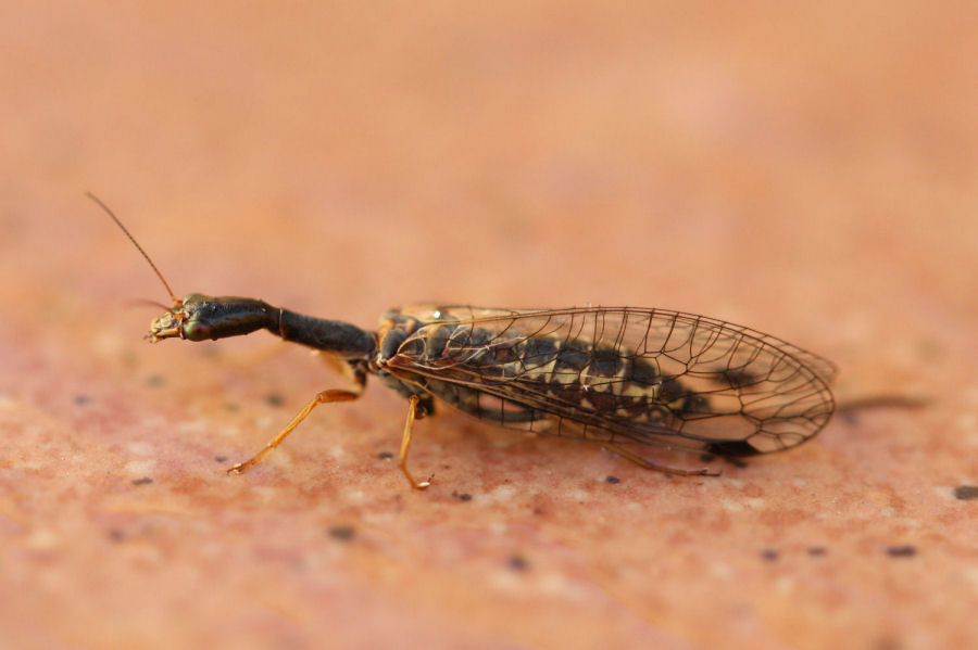 Venustoraphidia nigricollis