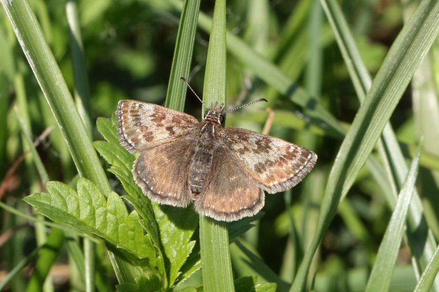 Erynnis tages (Hesperiidae)