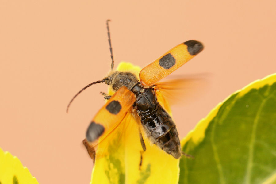 Cerambycidae: Semanotus russicus