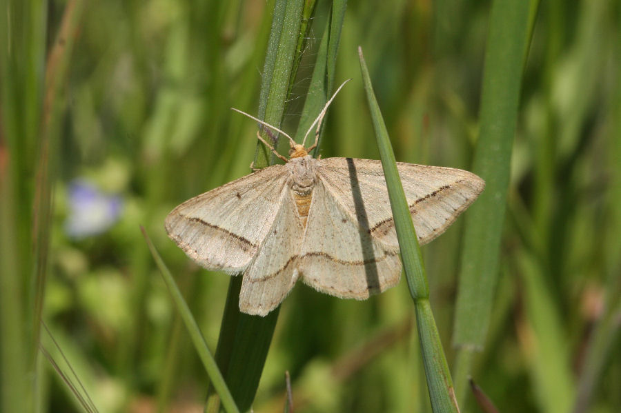 Geometride da id. - Isturgia arenacearia