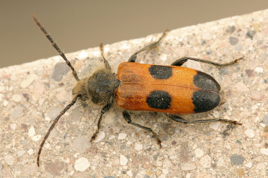 Cerambycidae: Semanotus russicus