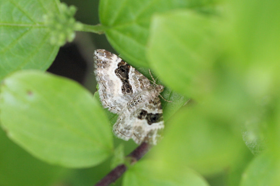 Geometride: Epirrhoe sp.