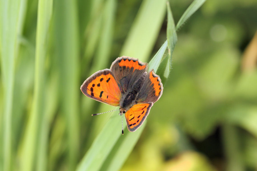 Licaenidae: Lycaena phlaeas