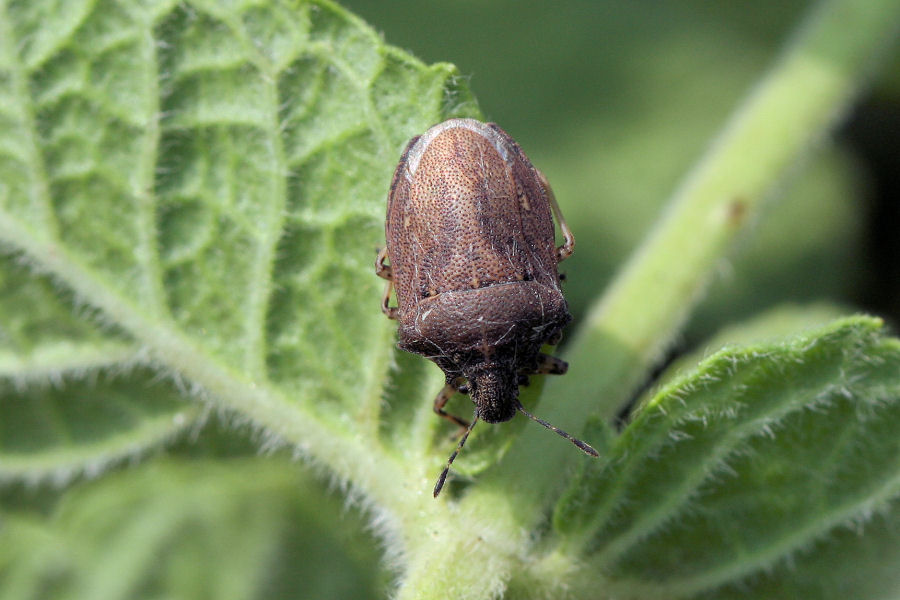 Pentatomidae: Podops curvidens dell''Emilia