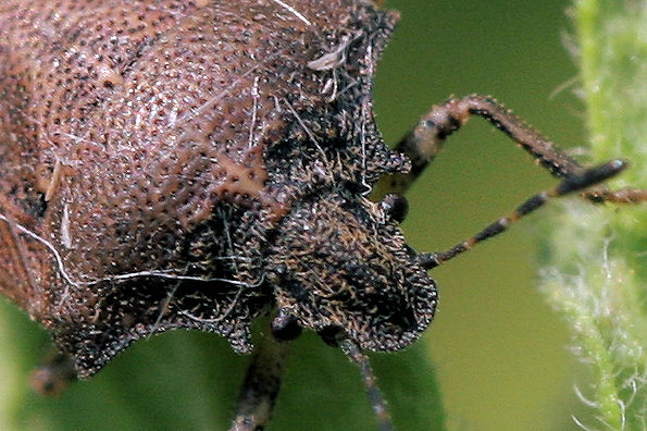 Pentatomidae: Podops curvidens dell''Emilia
