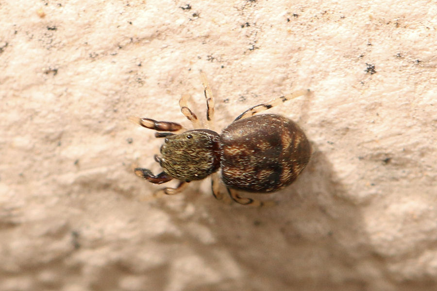 Salticidae: Ballus chalybeius
