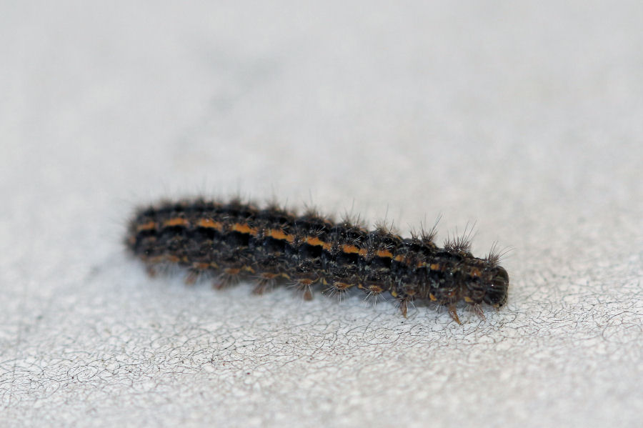 Bruco in cerca di identit - Eilema caniola (Erebidae Arctiinae)