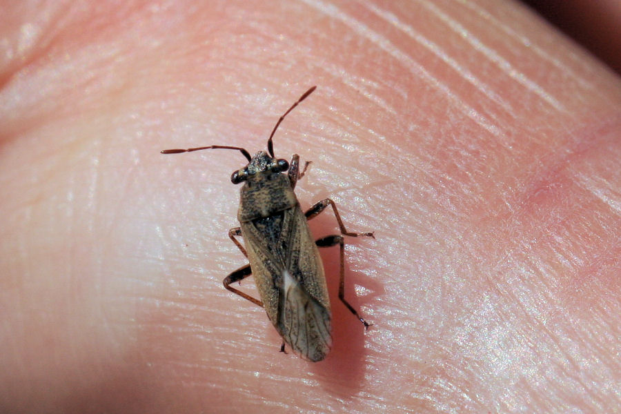 Lygaeidae: Henestaris sp. da id.