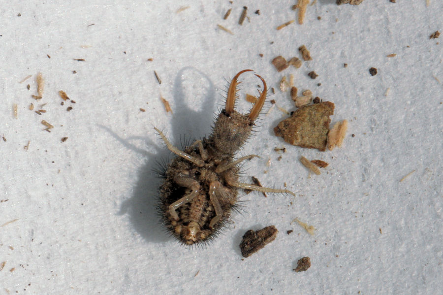 Larva di formicaleone : Euroleon nostras (Myrmeleontidae)