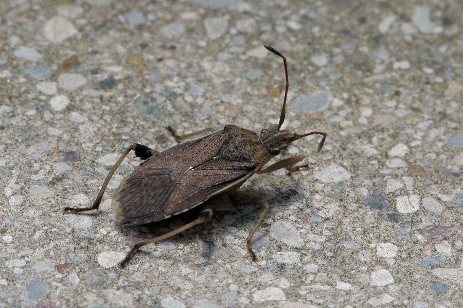 Coreidae: Ceraleptus obtusus?