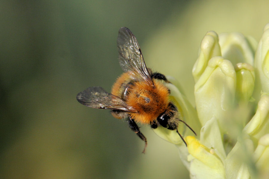 Bombus tipo pascuorum?