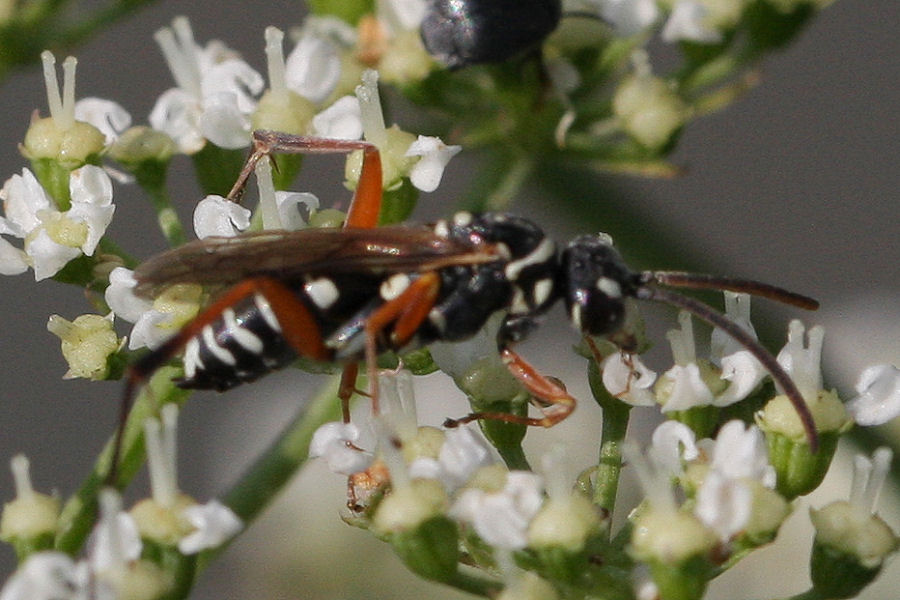 Ceropales albicincta (Pompilidae)