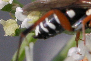 Ceropales albicincta (Pompilidae)