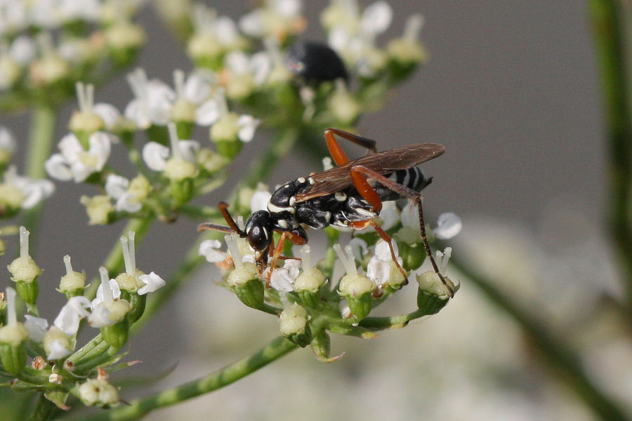 Ceropales albicincta (Pompilidae)