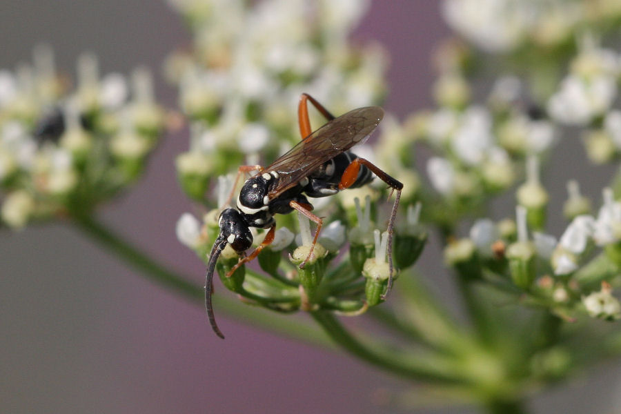 Ceropales albicincta (Pompilidae)