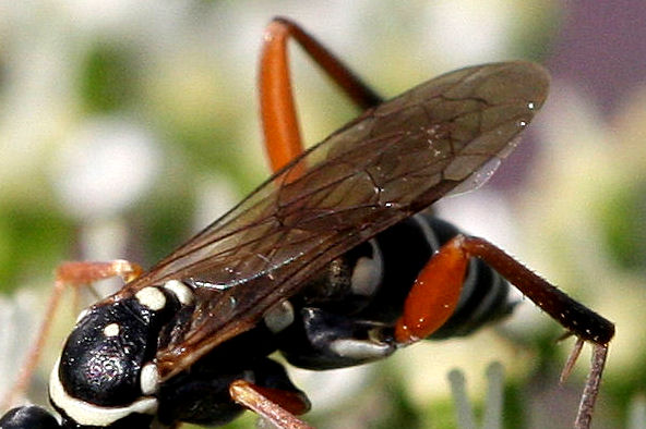 Ceropales albicincta (Pompilidae)