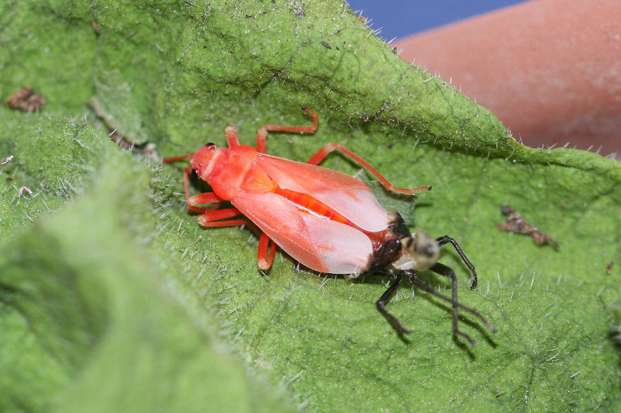 Lygaeidae: Lygaeus creticus dell''Emilia