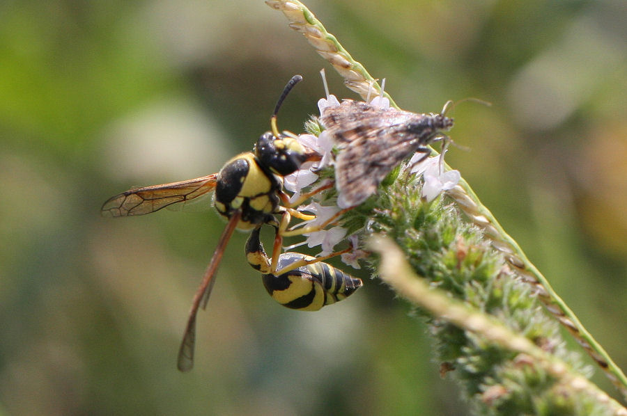 Eumenes dubius? Vespidae Eumeninae