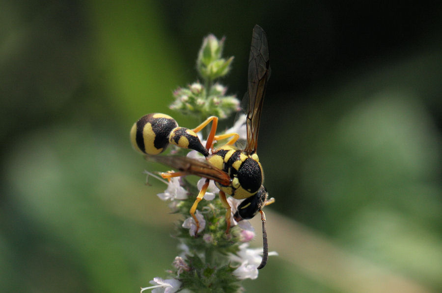 Eumenes dubius? Vespidae Eumeninae