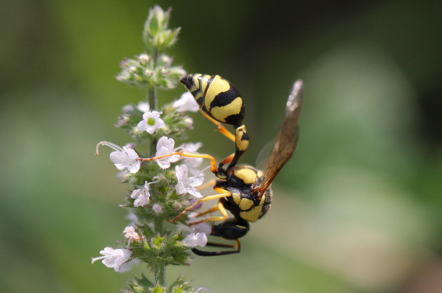 Eumenes dubius? Vespidae Eumeninae