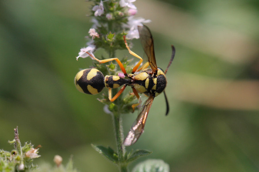 Eumenes dubius? Vespidae Eumeninae