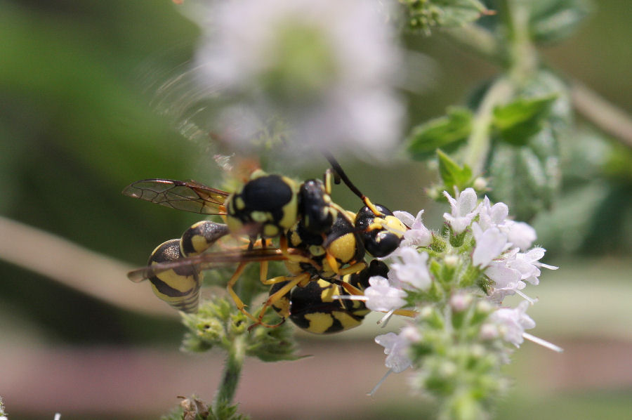 Eumenes dubius? Vespidae Eumeninae