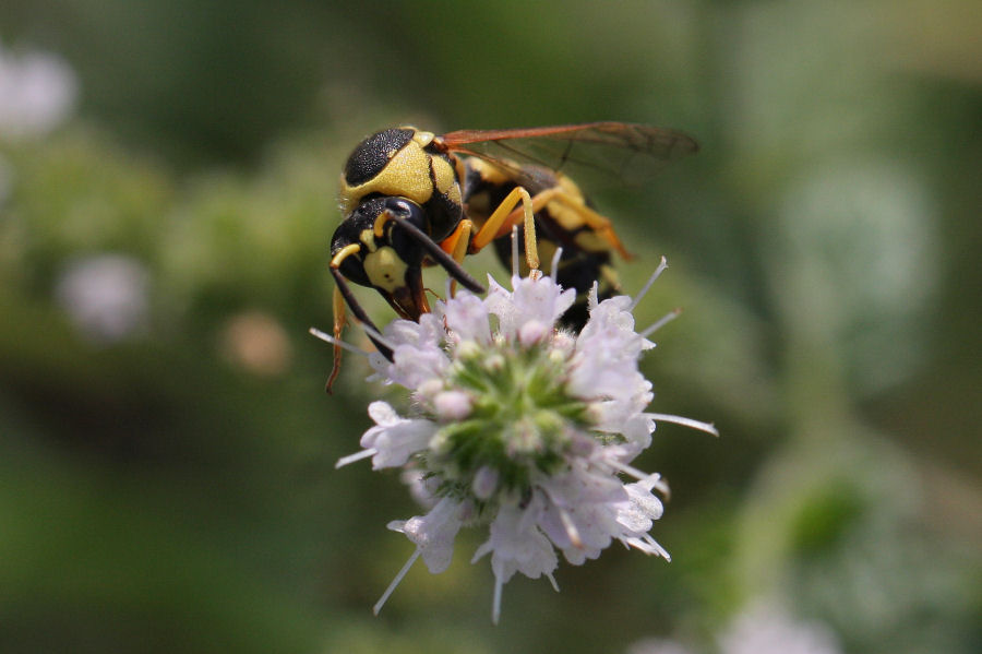 Eumenes dubius? Vespidae Eumeninae