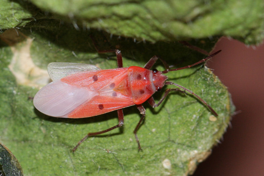 Lygaeidae: Lygaeus creticus dell''Emilia