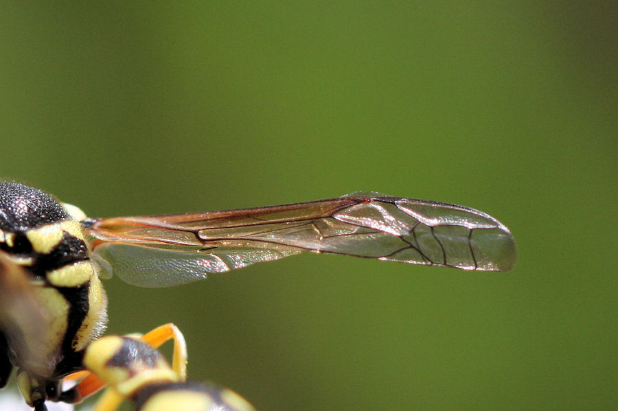 Eumenes dubius? Vespidae Eumeninae