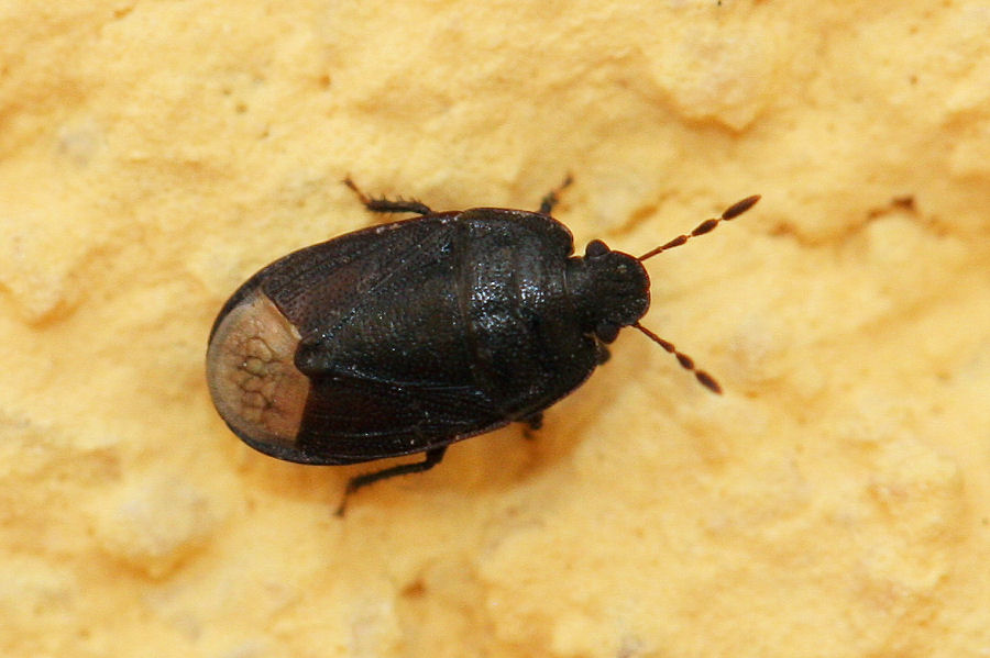 Cydnidae: Ochetostethus sp. dell''Emilia (BO)