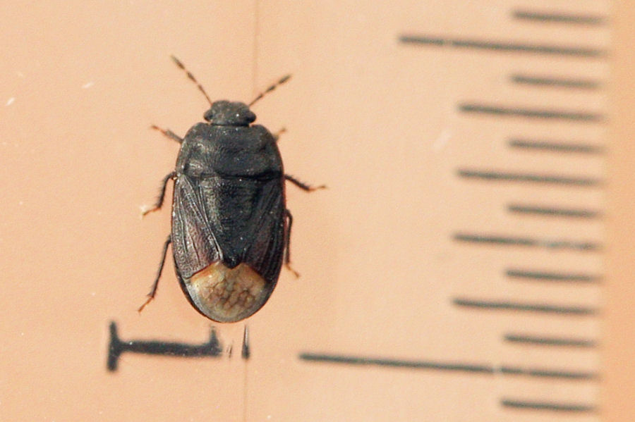 Cydnidae: Ochetostethus sp. dell''Emilia (BO)