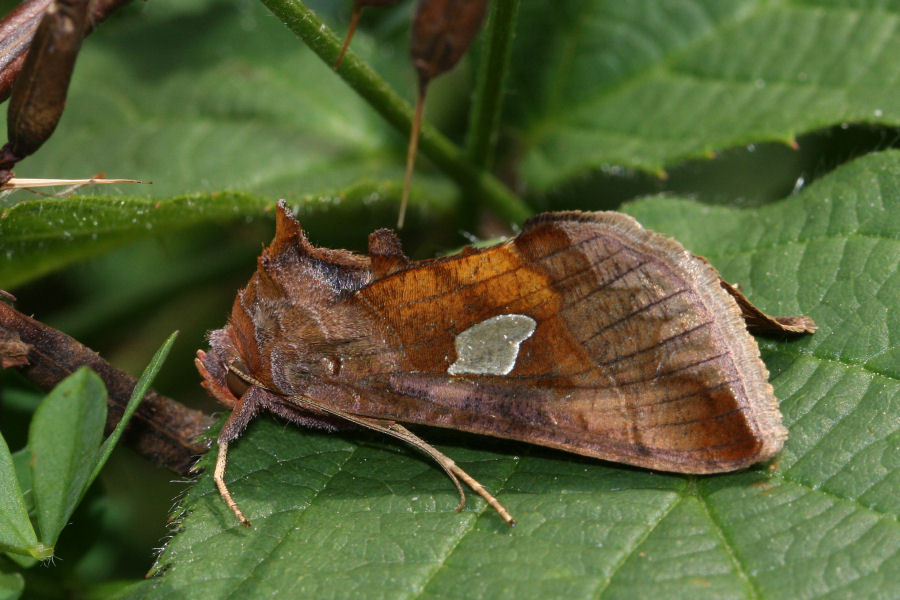 Falena estiva - Autographa bractea