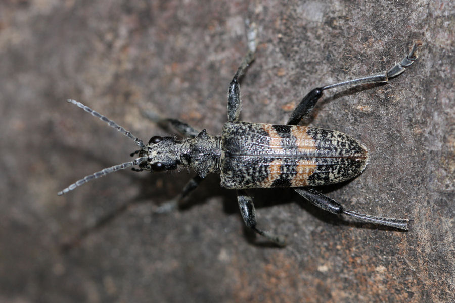 Cerambycidae: Rhagium bifasciatum?, no R. mordax