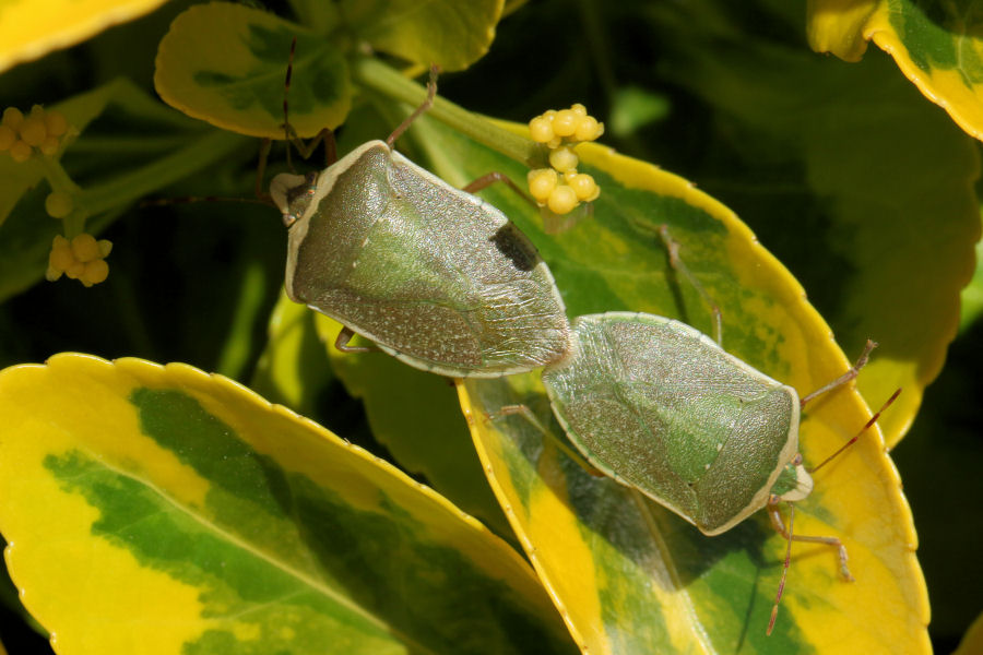 Pentatomidae: Nezara viridula forma torquata (SS)