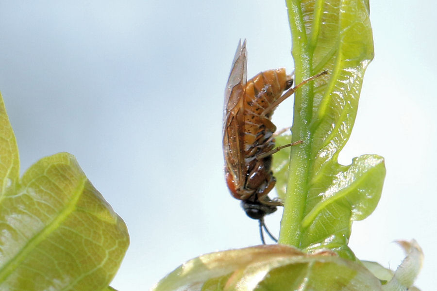 Altro Tenthredinide da id.: Periclista albida