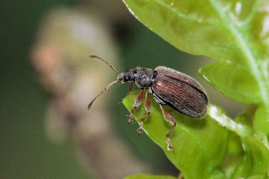 Curculionidae: Phyllobius oblongus