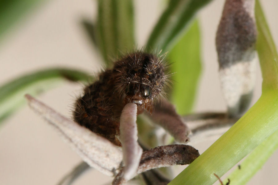 Bruco in cerca di identit - Eilema caniola (Erebidae Arctiinae)