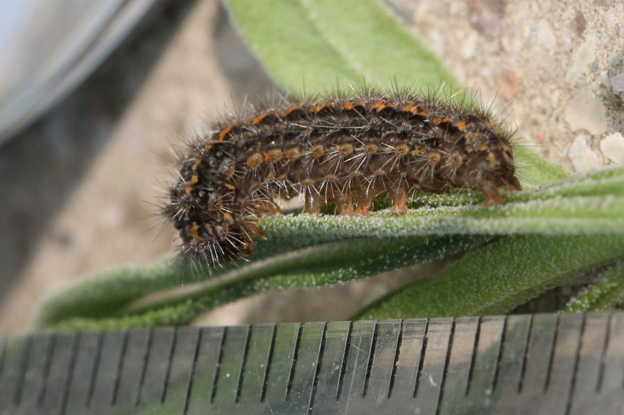 Bruco in cerca di identit - Eilema caniola (Erebidae Arctiinae)