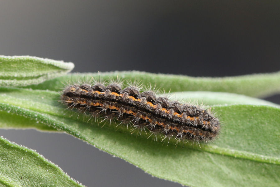 Bruco in cerca di identit - Eilema caniola (Erebidae Arctiinae)