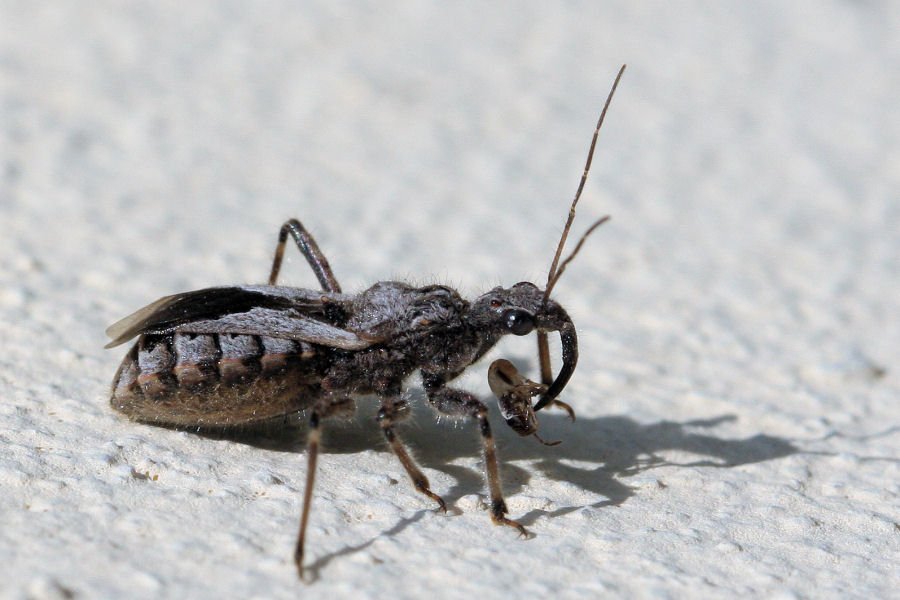 Reduviidae: Coranus kerzhneri dell''Emilia (BO)