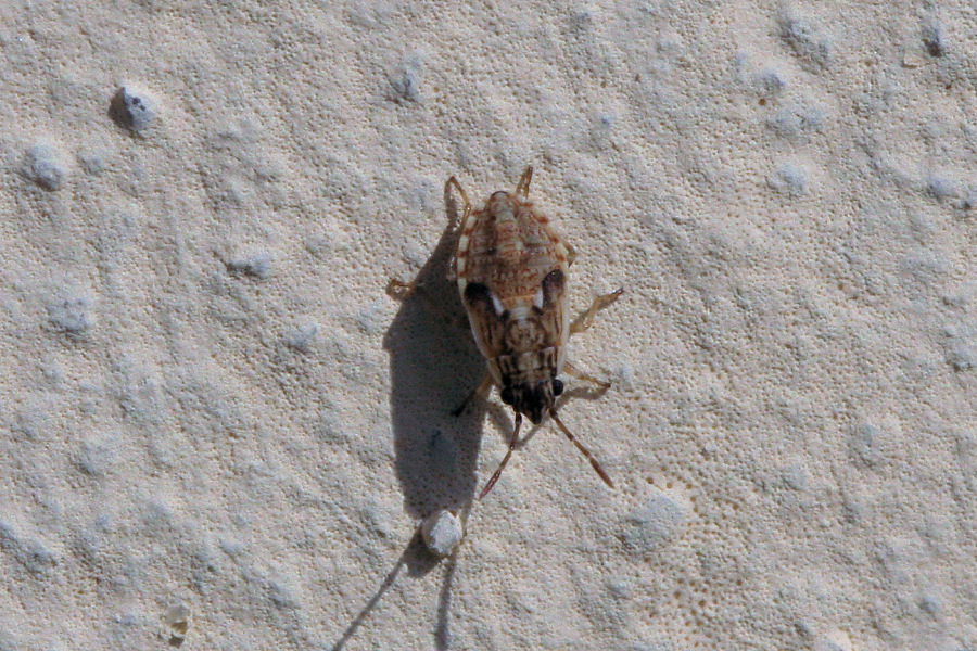Lygaeidae: Nympha di Lygaeosoma sardeum dell''Emilia (BO)