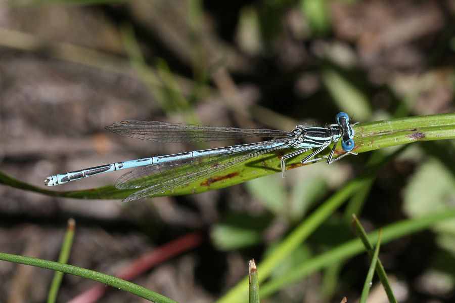 Platycnemis pennipes - chiedo conferma