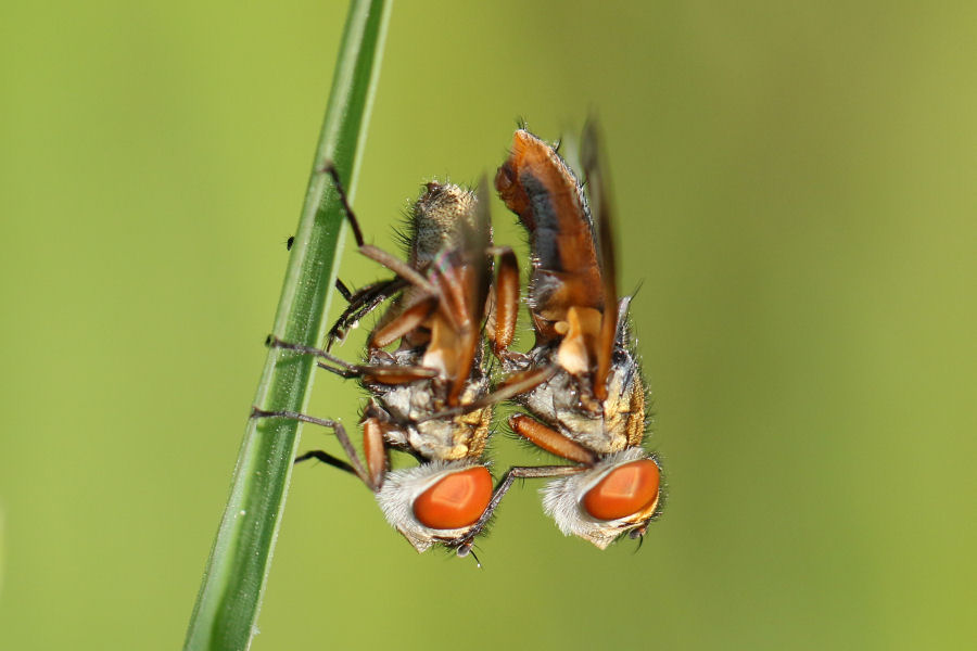 Ectophasia crassipennis (Tachinidae)