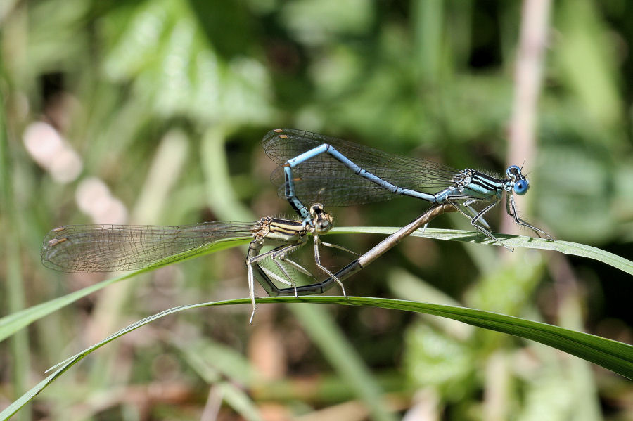 Platycnemis pennipes - chiedo conferma