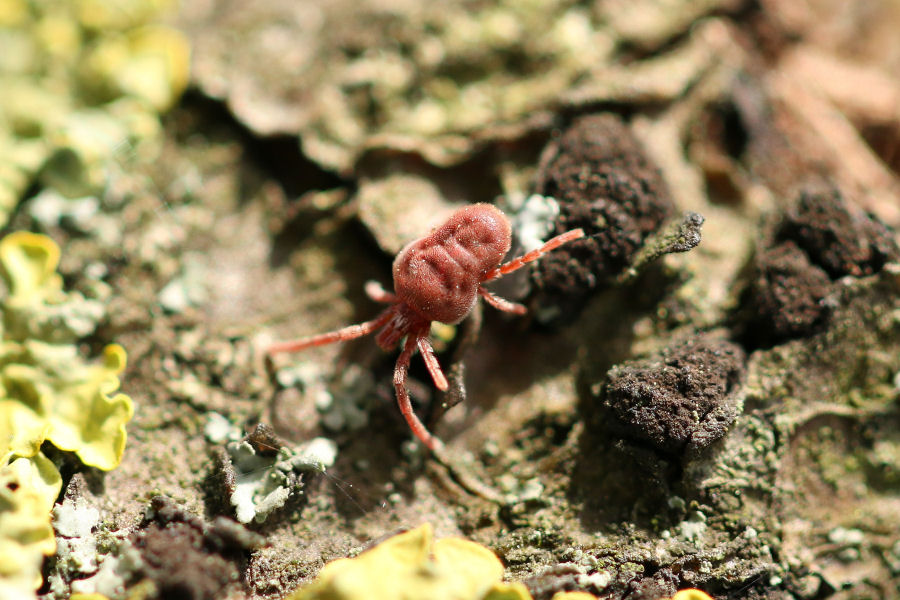 Trombidium holosericeum