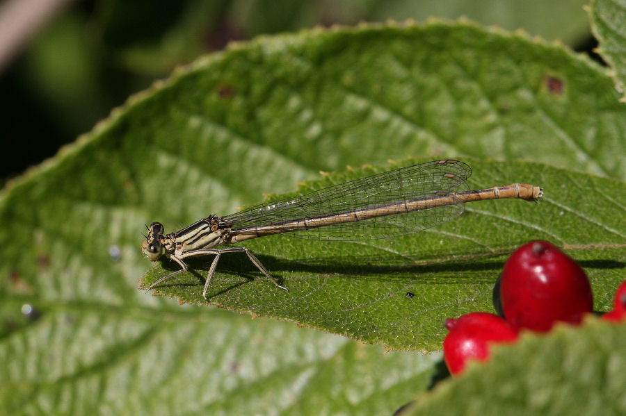 Platycnemis pennipes - chiedo conferma