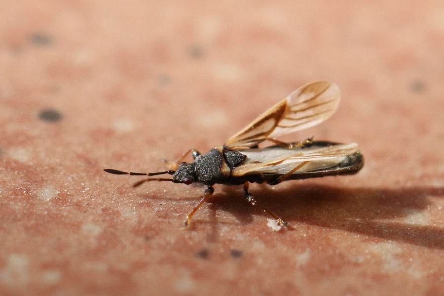 Lygaeidae: Ischnodemus sabuleti,  del Bolognese